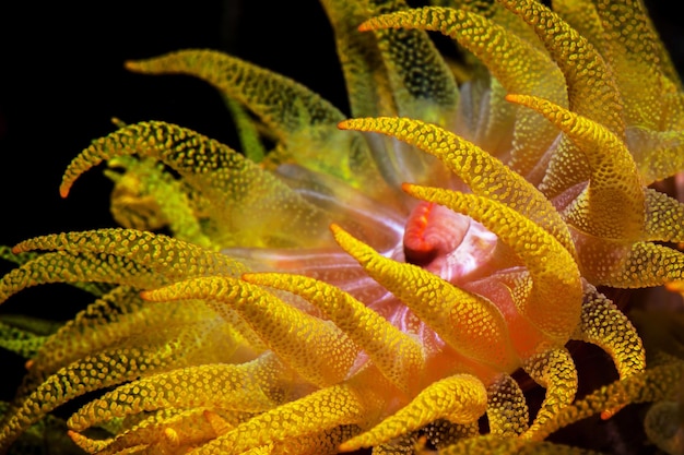 Photo a close up of an orange sea anemone with a red tip.