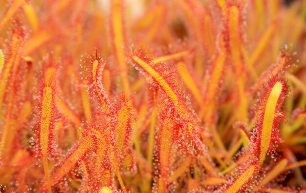 Photo close-up of orange sndew carnivore plant