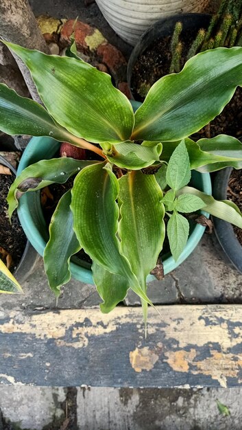 Close up of orange spider plant