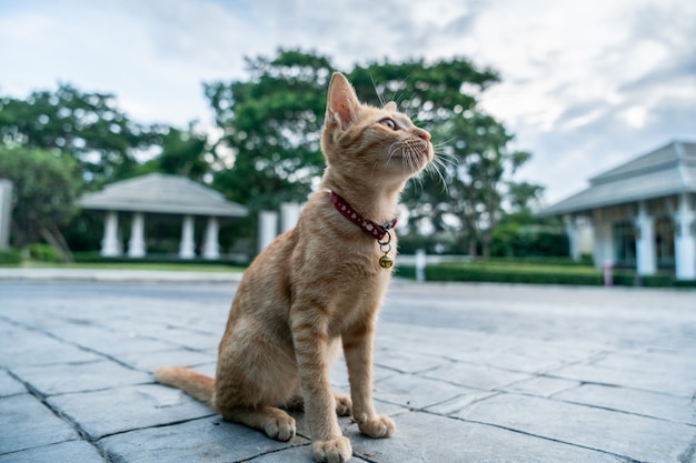 Close-up orange tabby cat portrait.