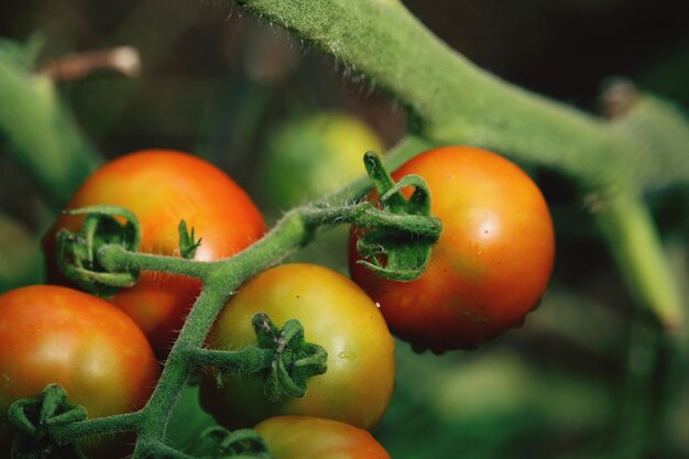 Foto prossimo piano di pomodori arancioni