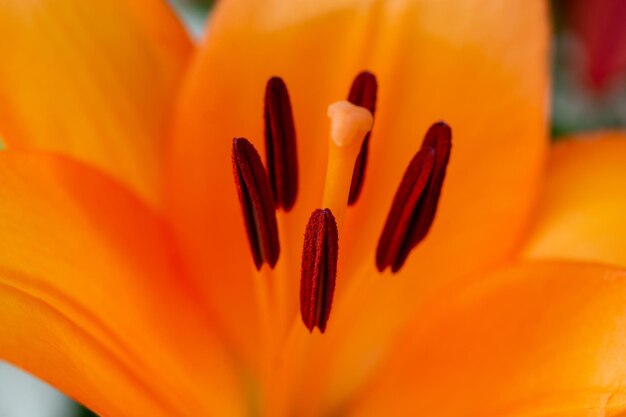 Close-up of orange tulip