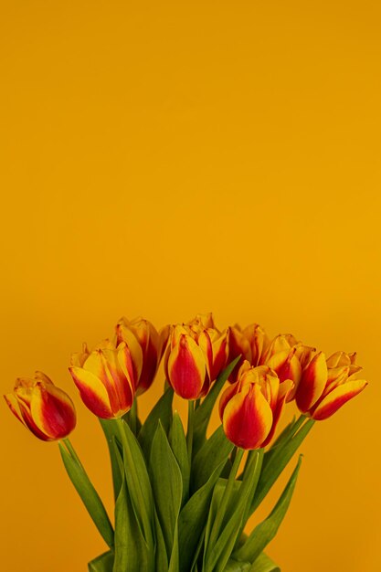 Close-up of orange tulips against yellow background