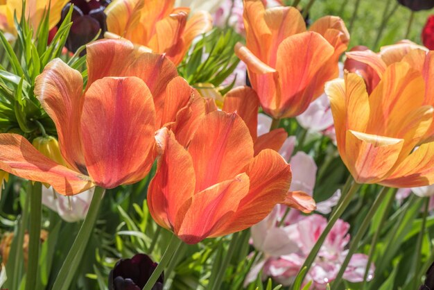 Close-up of orange tulips blooming on field