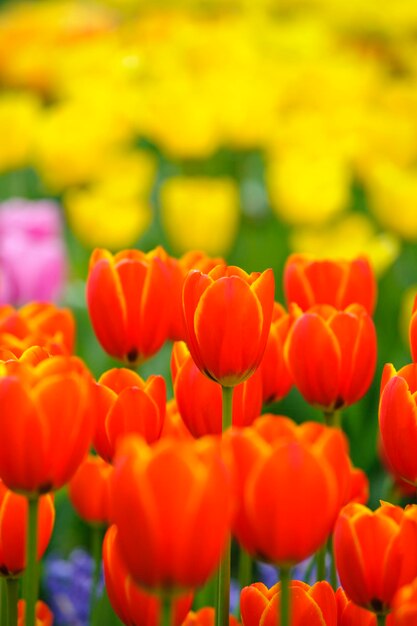 Close-up of orange tulips on field