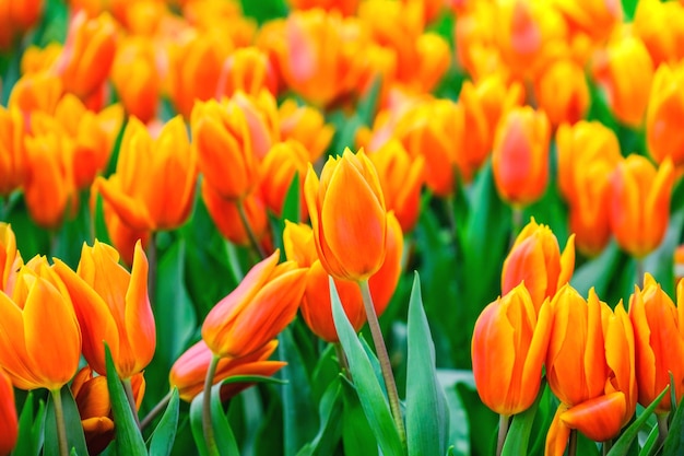 Close-up of orange tulips in field