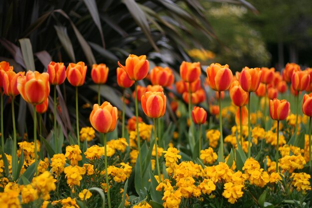 Close-up of orange tulips in field