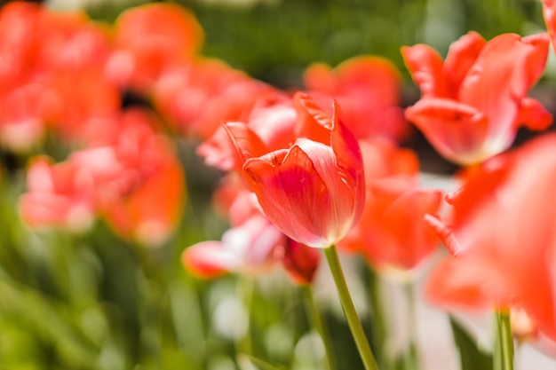 Close-up of orange tulips