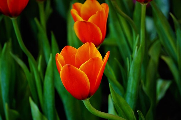 Foto prossimo piano di tulipani arancioni