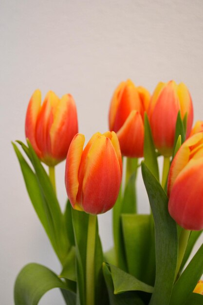 Close-up of orange tulips