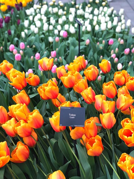 Close-up of orange tulips