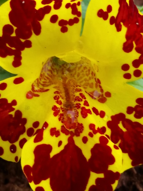 Foto close-up della parete arancione