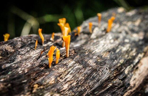 Foto close-up di un arancione sul legno