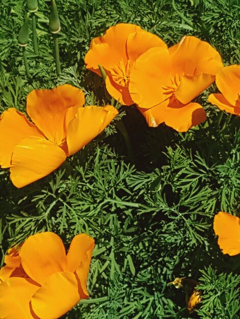 Close-up of orange yellow flowering plant