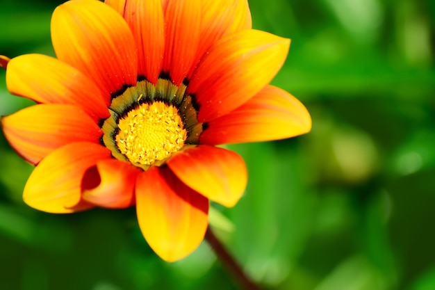 Close up of an orange and yellow gazania