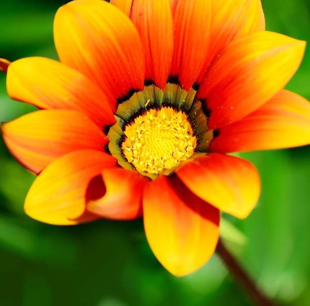 Close up of an orange and yellow gazania