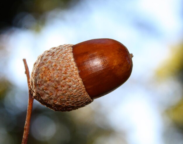 Close-up of orange