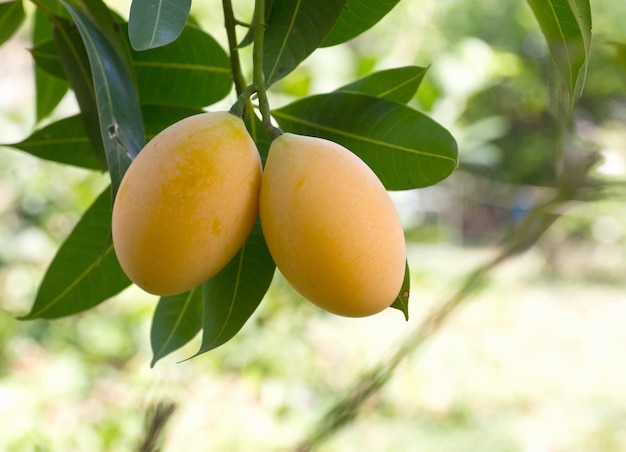 close-up of oranges growing on tree