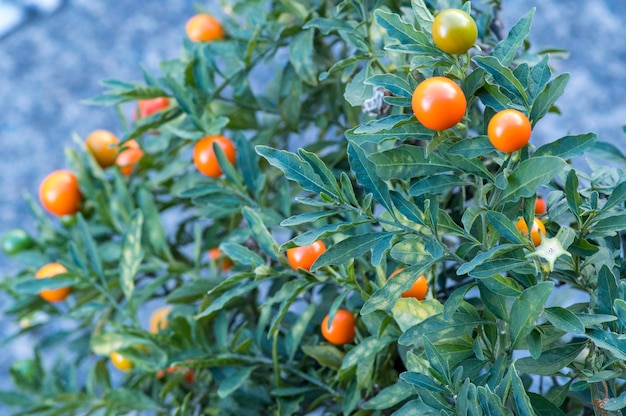 Photo close-up of oranges on tree