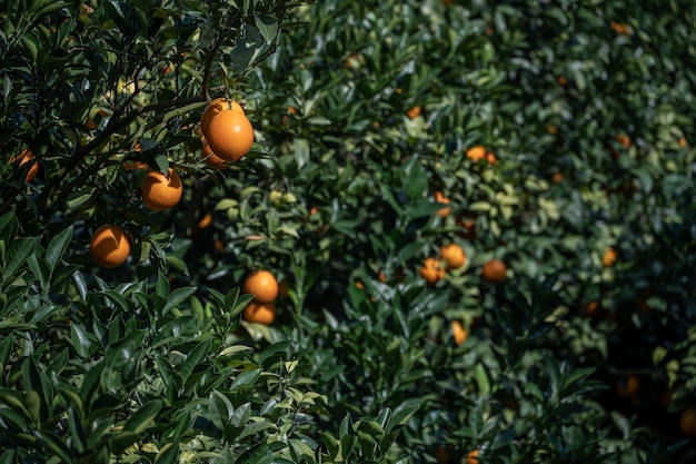 Крупный план апельсинов на дереве
