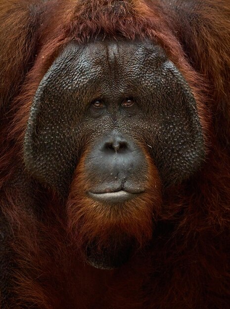 Photo close up-orangutan named roger who lives in tanjung puting national park in central kalimantan