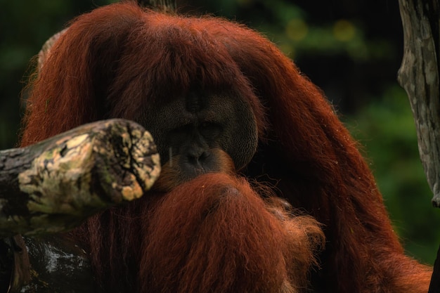 Photo close up of orangutan selective focus orangutan acting shy hiding from rain