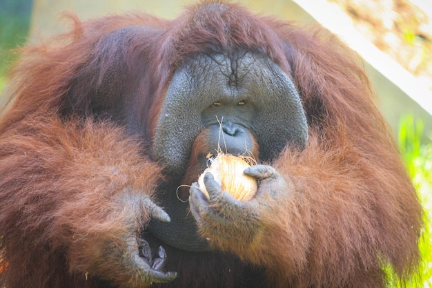 Photo close-up of orangutan in zoo