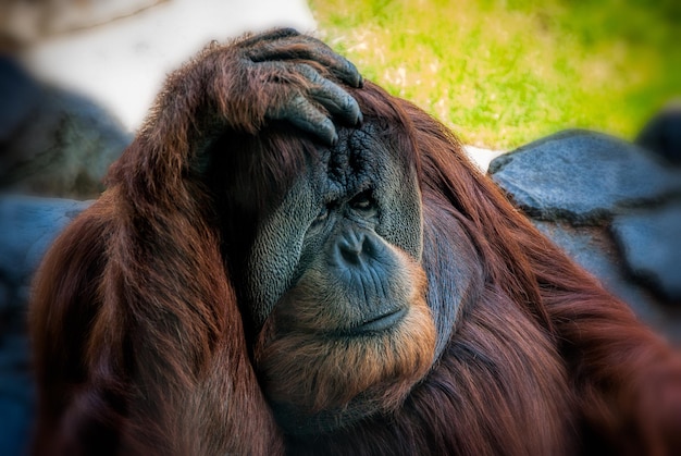 close-up of an orangutang