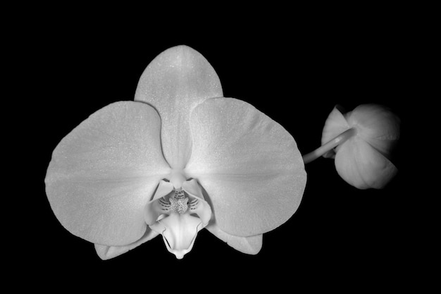 Photo close-up of orchid against black background