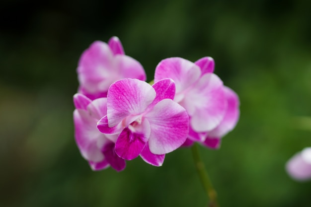 Close up, orchid beautiful of background