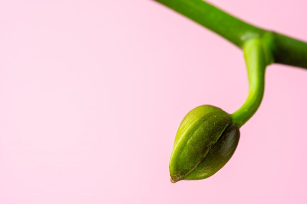 Photo close up of an orchid bud on pink pastel surface