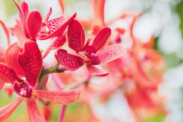 庭の蘭の花を閉じます