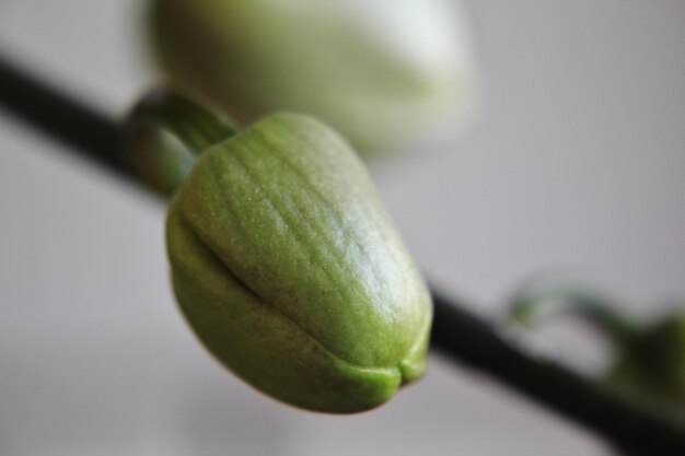 Photo close-up of orchid flower