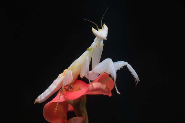 Foto prossimo piano di una mantis orchidee su uno sfondo nero