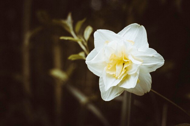 Close-up of orchid