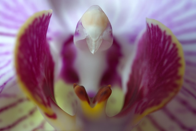 Foto prossimo piano di un'orchidea