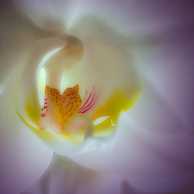 close-up of orchid