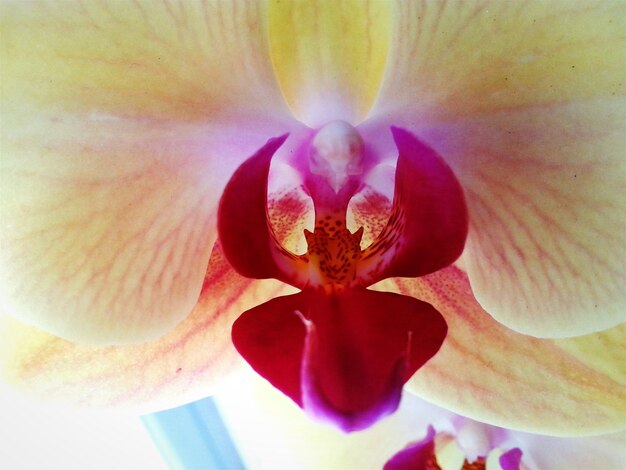 Foto prossimo piano di un'orchidea