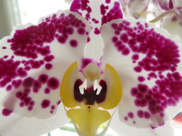 Foto prossimo piano di un'orchidea