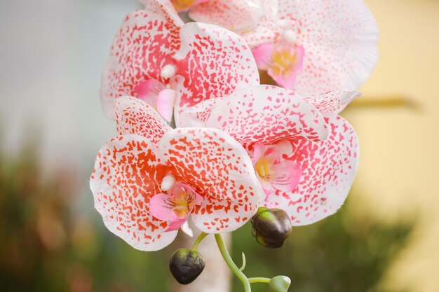 ラン科またはランの花のぼやけた背景をクローズアップ赤い斑点のある白いランの花ができます