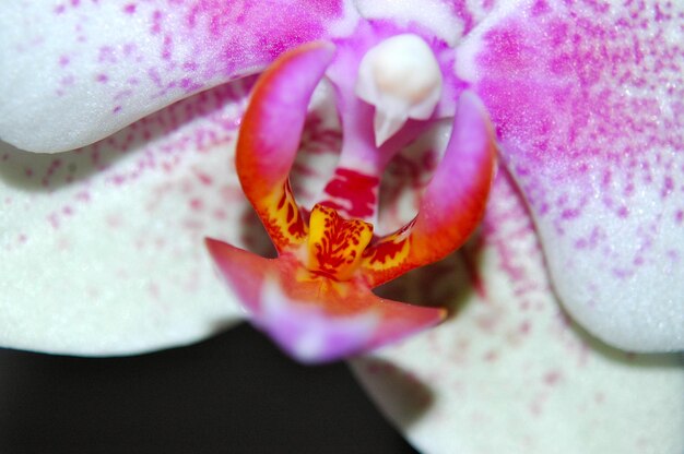 Foto prossimo piano di orchidee in fiore all'aperto