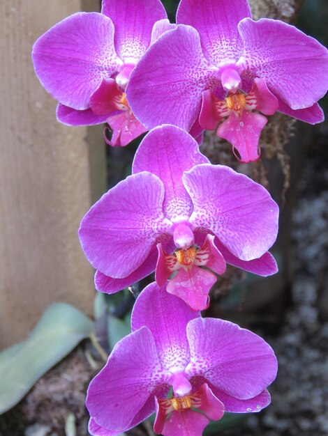 Close-up of orchids blooming outdoors