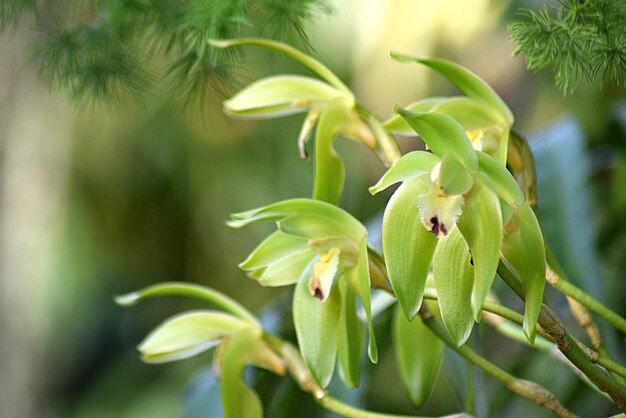 Foto prossimo piano di orchidee in fiore all'aperto