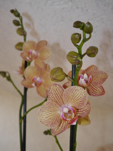 Photo close-up of orchids growing against wall