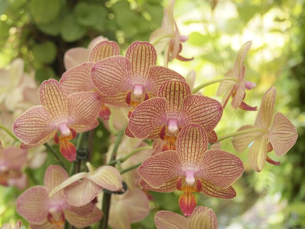 Foto close-up di orchidee in un parco