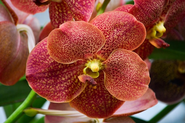 Photo close-up of orchids on plant