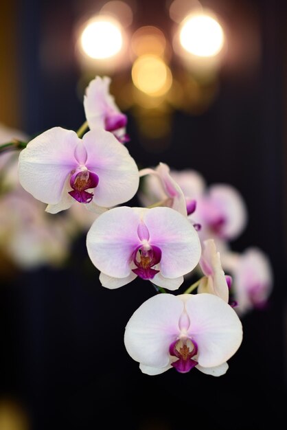 Foto prossimo piano delle orchidee