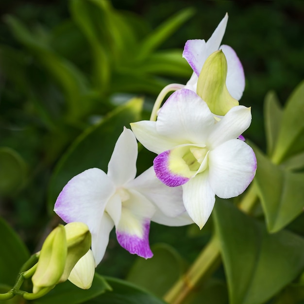 Close up orchids.