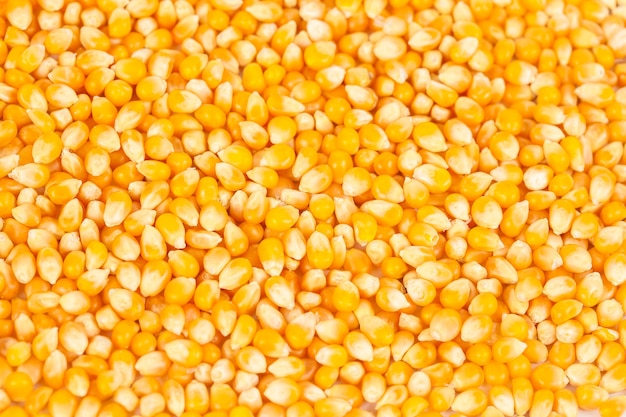 close up Organic corn seed on background