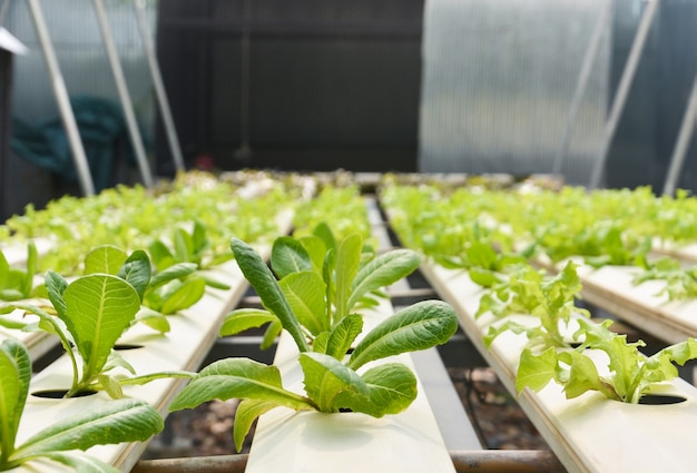 Close up organic green lettuces in hydroponic pipe at hydroponic vegetable farm